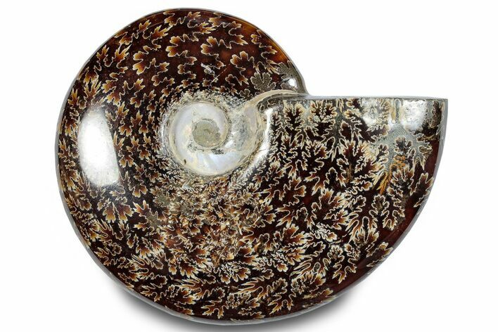 Polished Ammonite (Cleoniceras) Fossil - Madagascar #283322